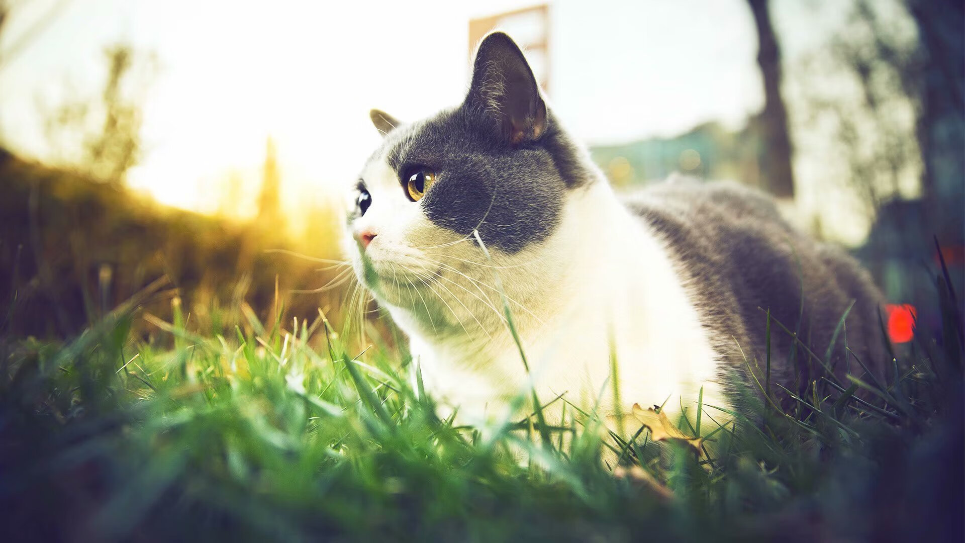 “巴黎再失世界冠军,姆巴佩决赛迷失”