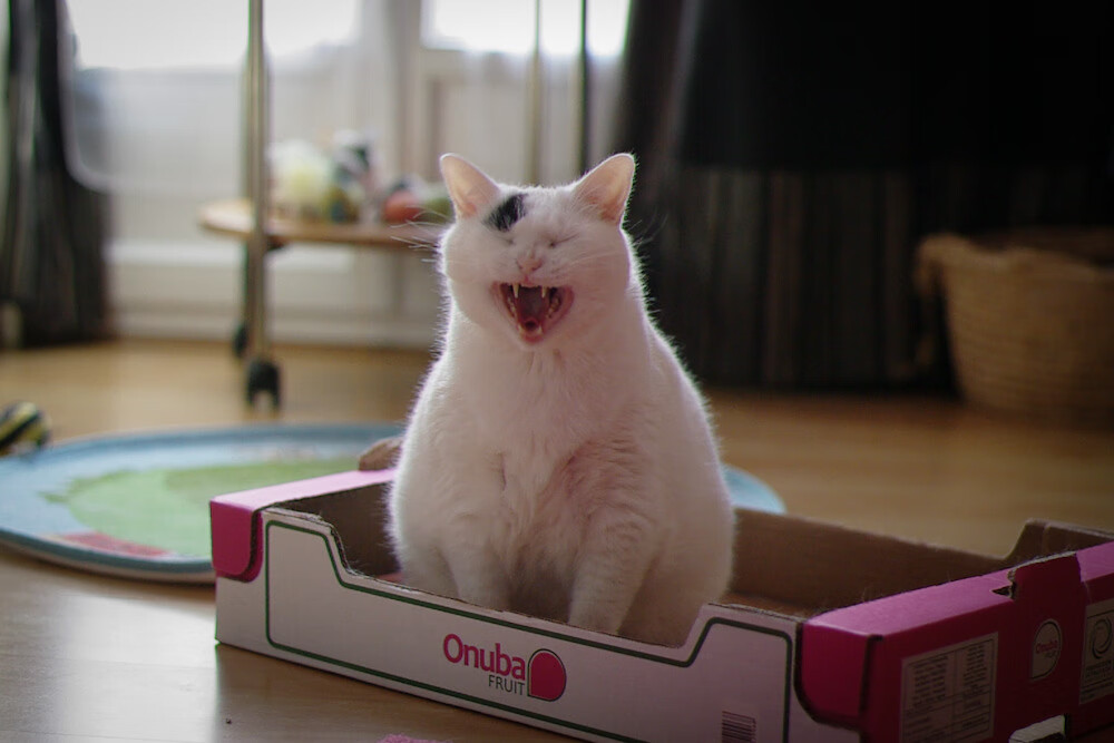 东亚杯中国青年队惨败 球迷呼吁基础训练，中国队东亚杯冠军