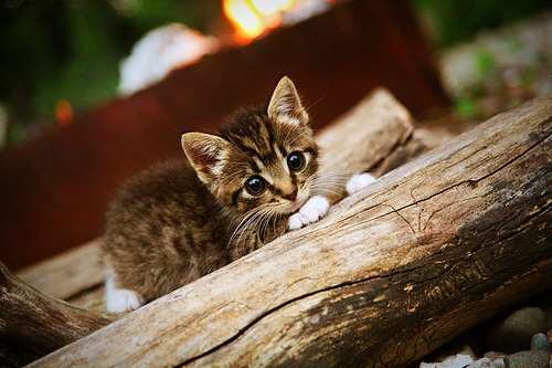 开云官方网页登录-中国乒乓球青训体系取得新突破，中国乒乓球青少年集训队2020