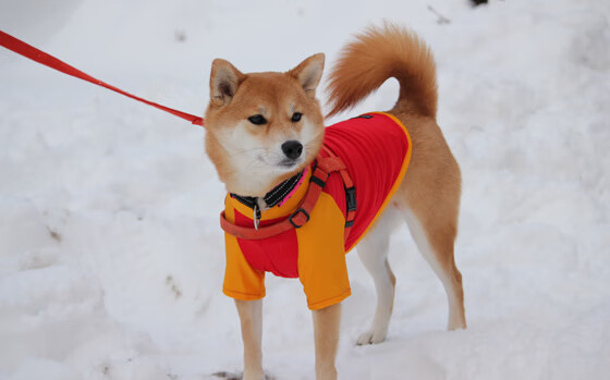 中超联赛中国女足夺冠 球迷兴奋不已，中超女足联赛赛程