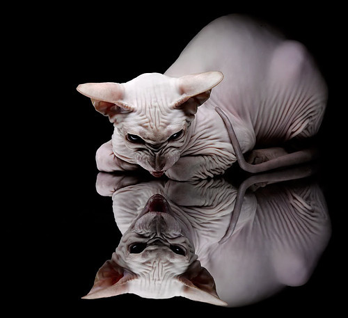 体育新闻中心发布体育内容原创度评估智能工具，原创体育sports