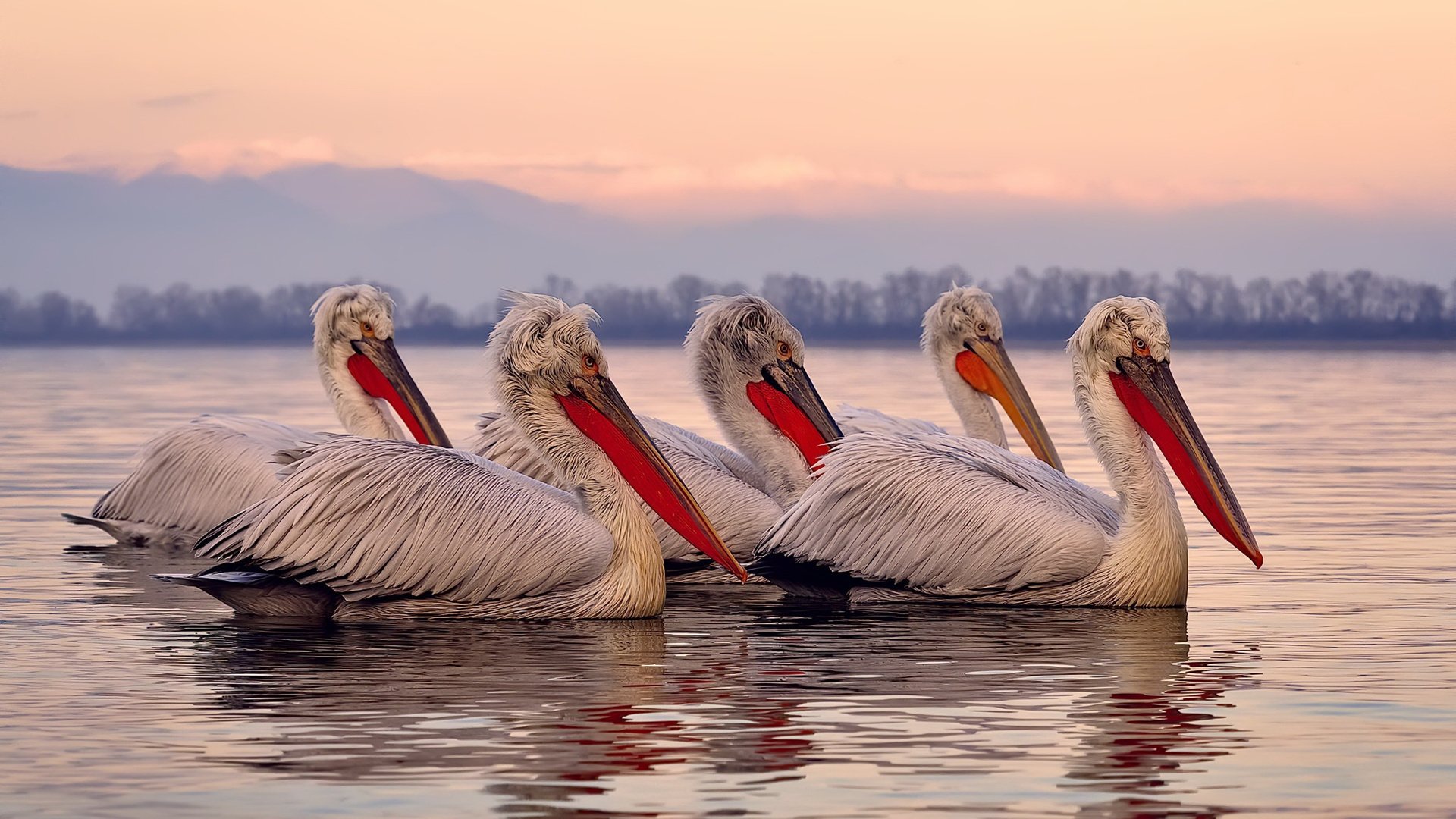 海外球员适应五大联赛的心理机制解析,外国球员进入国内职业联赛属于什么流动
