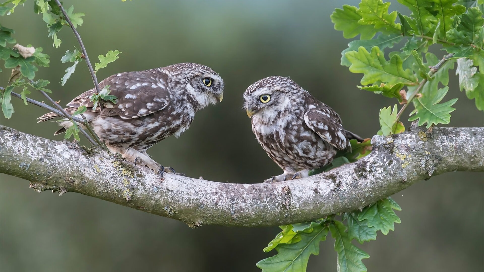 开云网站-马竞门将稳健发挥，力保球门不失，马竞门将身价