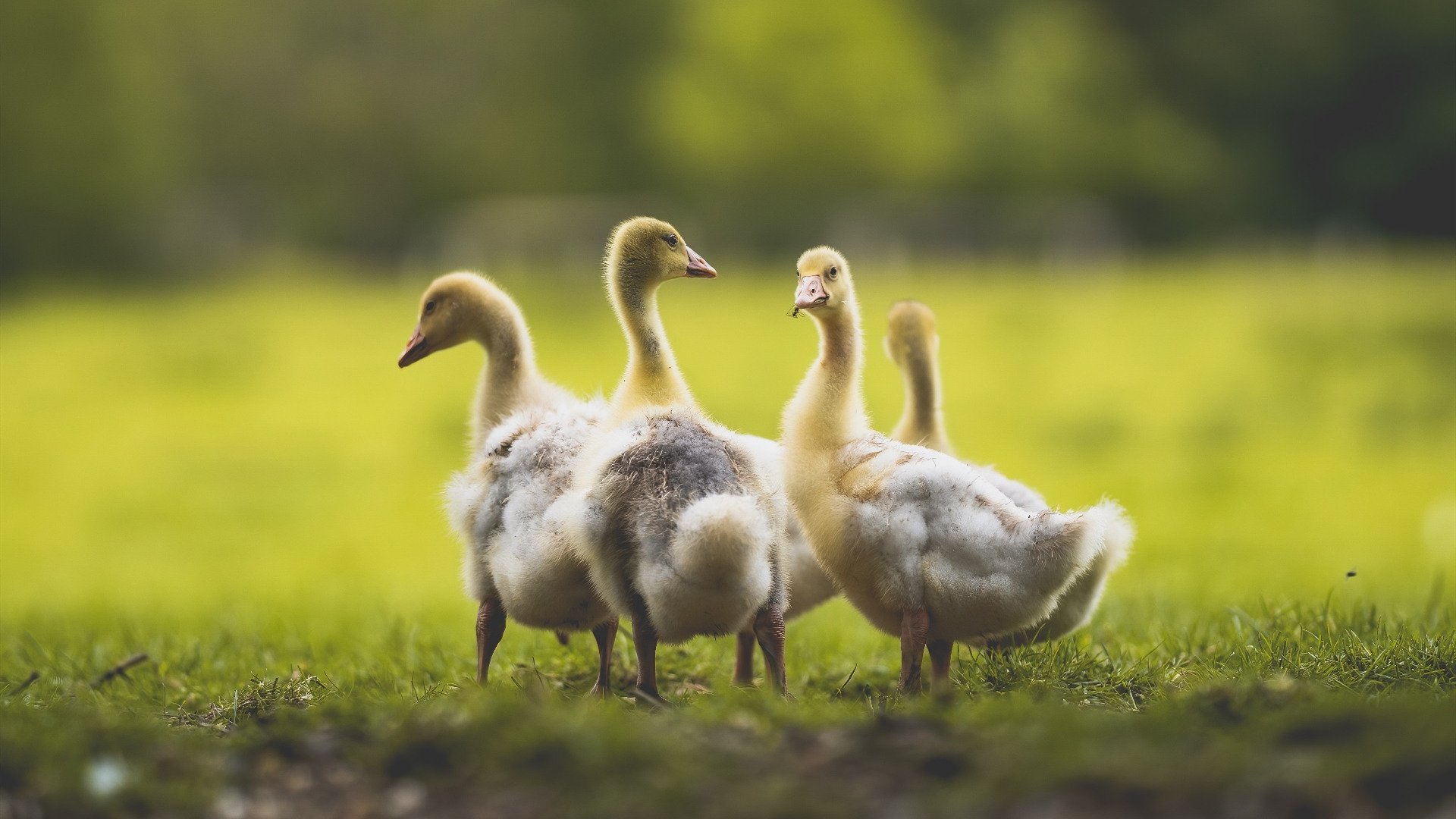 开云网站-塞内加尔男篮在非洲锦标赛中拼搏不懈，争取荣誉，塞内加尔男篮名单