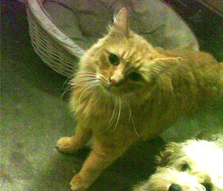 女篮老将坚持出战为队伍稳定发挥贡献宝贵经验力量,女篮名将