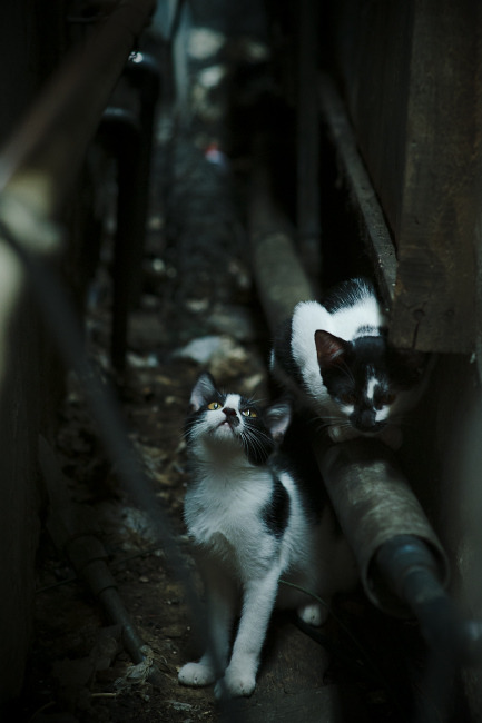 苏炳添称竞技状态来自长年积累沉淀，苏炳添成功晋级