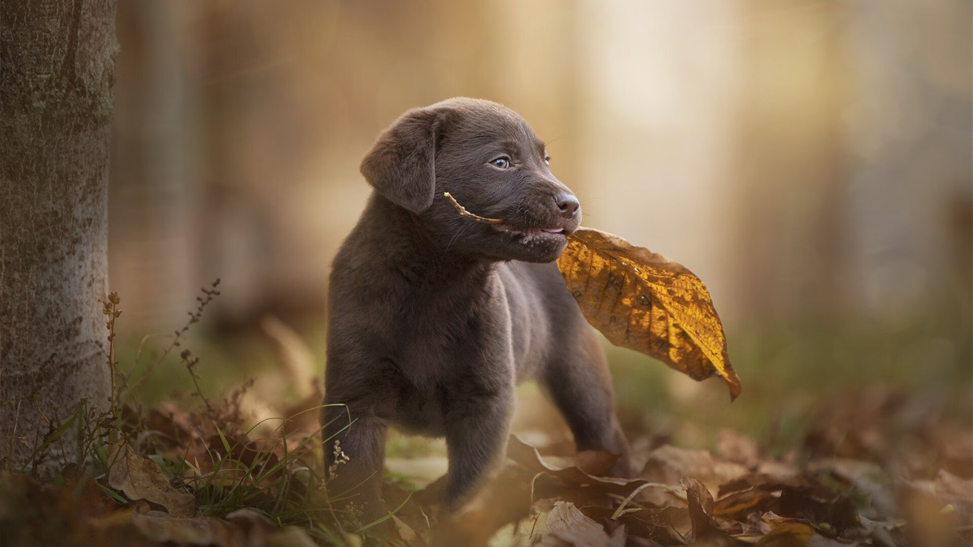 kaiyun登录入口-赞比亚男篮在非洲锦标赛中奋勇争先，斩获佳绩，赞比亚小组赛